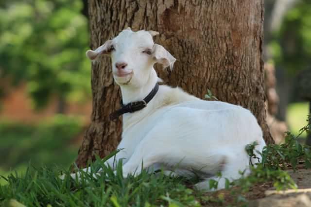 ホテルFazenda Caturama Areal エクステリア 写真